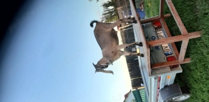 Vind țap anglo nubian - imagine 2