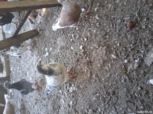 porumbei voiajori  - imagine 2 porumbei voiajori  - imagine 2