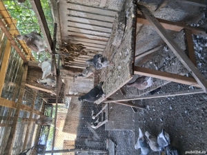 porumbei voiajori  - imagine 3 porumbei voiajori  - imagine 3