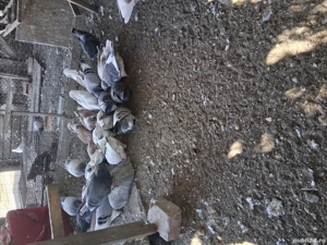 porumbei voiajori  - imagine 5 porumbei voiajori  - imagine 5