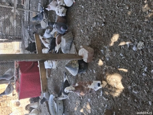 porumbei voiajori  - imagine 4 porumbei voiajori  - imagine 4