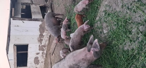 Purcei vârste diferite - imagine 2