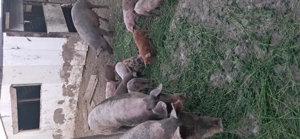 Purcei vârste diferite - imagine 3