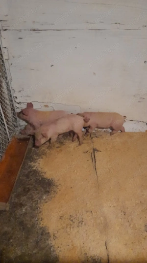 Purcei de vânzare. - imagine 4 Purcei de vânzare. - imagine 4