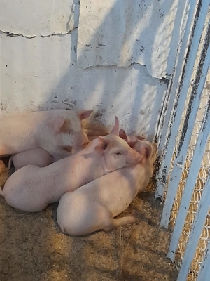Purcei de vânzare. - imagine 3 Purcei de vânzare. - imagine 3