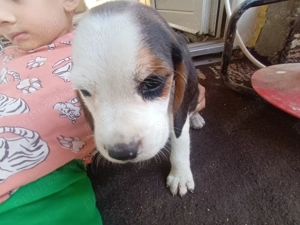 Vand urgent catelusi beagle 