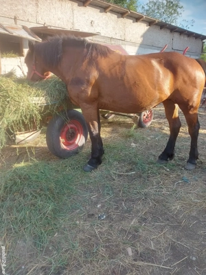 vand iapa semi greu de 5 ani sau schimb cu vaca de lapte 