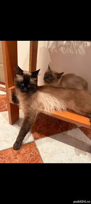 Motan birmanez pentru imperechere