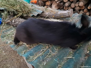 femelă metiș hicole 