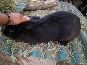 femelă metiș hicole  - imagine 2 femelă metiș hicole  - imagine 2