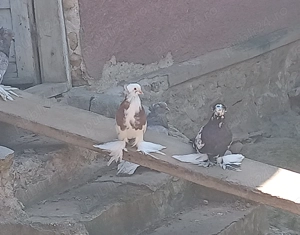 Vând porumbei  uriasi