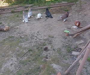 Vând porumbei  uriasi - imagine 2