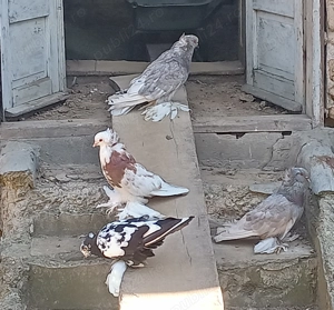 Vând porumbei  uriasi - imagine 3