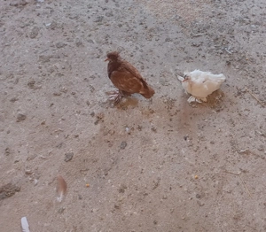 Vând porumbei  uriasi - imagine 4