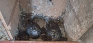 Vând porumbei  uriasi - imagine 5