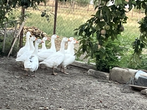 Câteva gâște caută altă casa