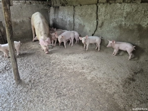 vand scroafa cu 11 purcei - imagine 5