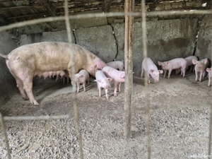 vand scroafa cu 11 purcei - imagine 3