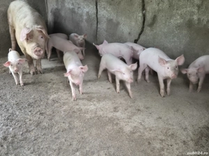 vand scroafa cu 11 purcei - imagine 4