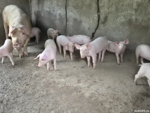 vand scroafa cu 11 purcei