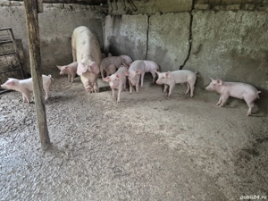 vand scroafa cu 11 purcei - imagine 2