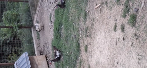 Se vinde detalii an privat  - imagine 3