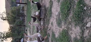 Se vinde detalii an privat  - imagine 2