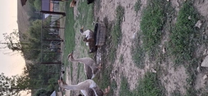 Se vinde detalii an privat  - imagine 4