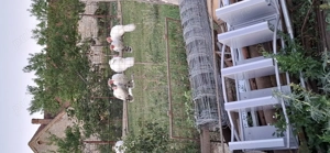 Se vinde detalii an privat  - imagine 5