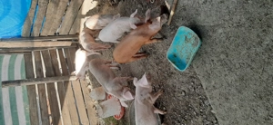 Purcei de vanzare - imagine 4