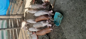 Purcei de vanzare - imagine 2