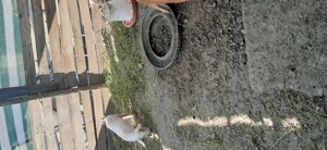 Purcei de vanzare - imagine 3