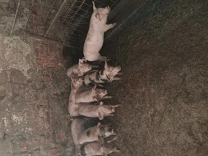 Vand purcei de 2 3 luni