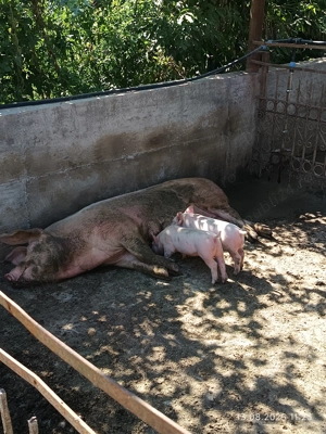 De vânzare scroafa de reproducție F1