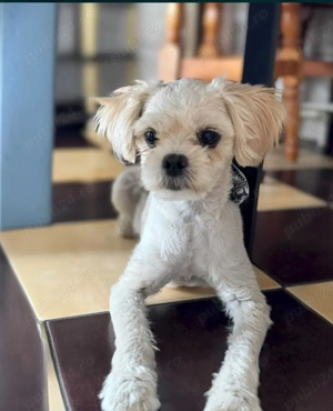 Caine adoptie Bucuresti - imagine 3