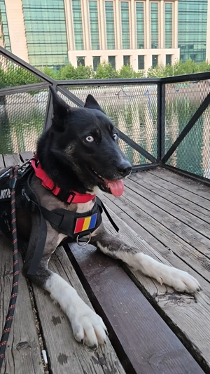 Caine adoptie Bucuresti