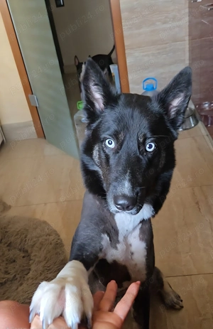 Caine adoptie Bucuresti - imagine 2