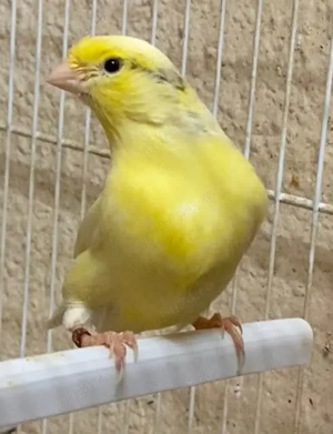Canari de vânzare  - imagine 2 Canari de vânzare  - imagine 2