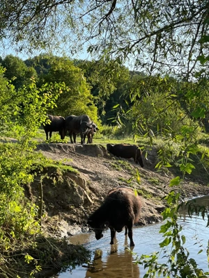 Bivolițe de lapte - imagine 4