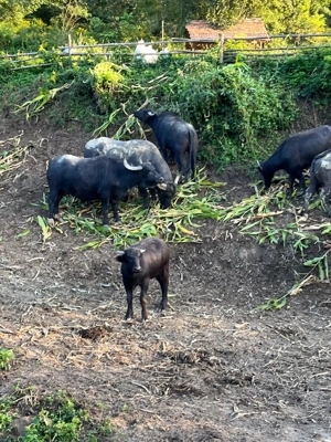 Bivolițe de lapte - imagine 2