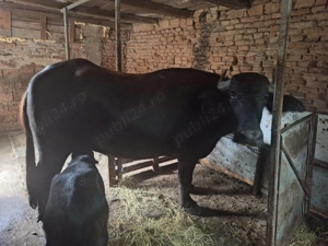 Bivolițe de lapte - imagine 3