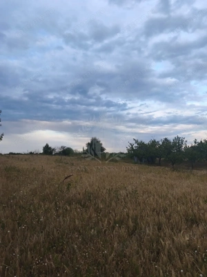 TEREN INTRAVILAN//PAULESTI//2930MP