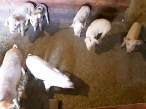 Vand purcei - imagine 3