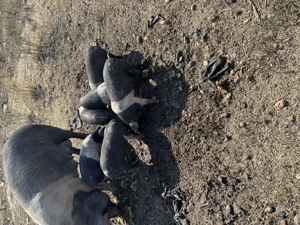 Vand purcei de Bazna