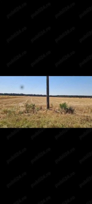 Teren Bucovat, sat Carligei