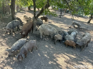 Purcei Mangalița de vanzare ,rasă pură - imagine 3
