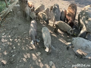 Purcei Mangalița de vanzare ,rasă pură - imagine 4