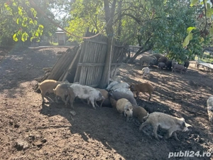 Purcei Mangalița de vanzare ,rasă pură - imagine 5
