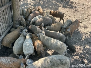 Purcei Mangalița de vanzare ,rasă pură - imagine 2