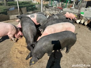 Vand porci, carcasa sau in viu  - imagine 5